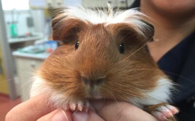 Heat stroke, aka heat stress in rabbits and guinea pigs