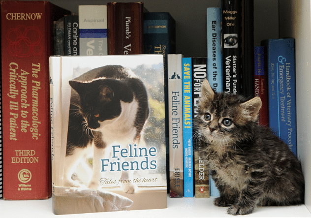 Feline Friends book launch by Dr Anne Fawcett