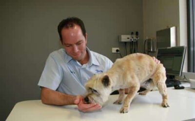 Pet Diabetes by Dr Sam Haynes