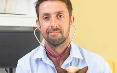 All about Desexing your Pet