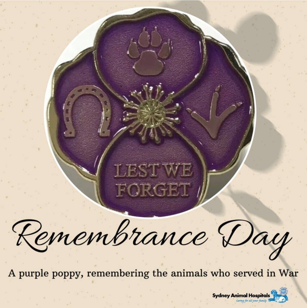 Remembrance Day - Lest We Forget | Sydney Animal Hospitals News %