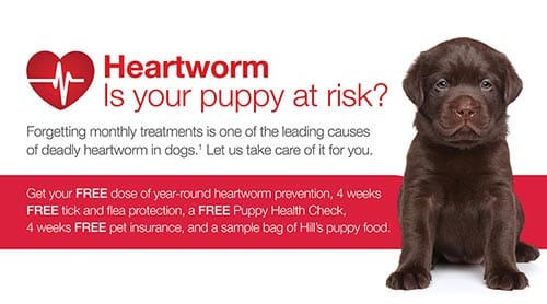 Heartworm Prevention in Dogs