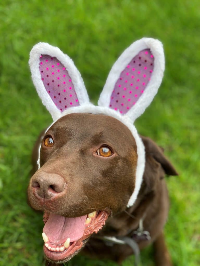 Easter Hazards For Your Pet