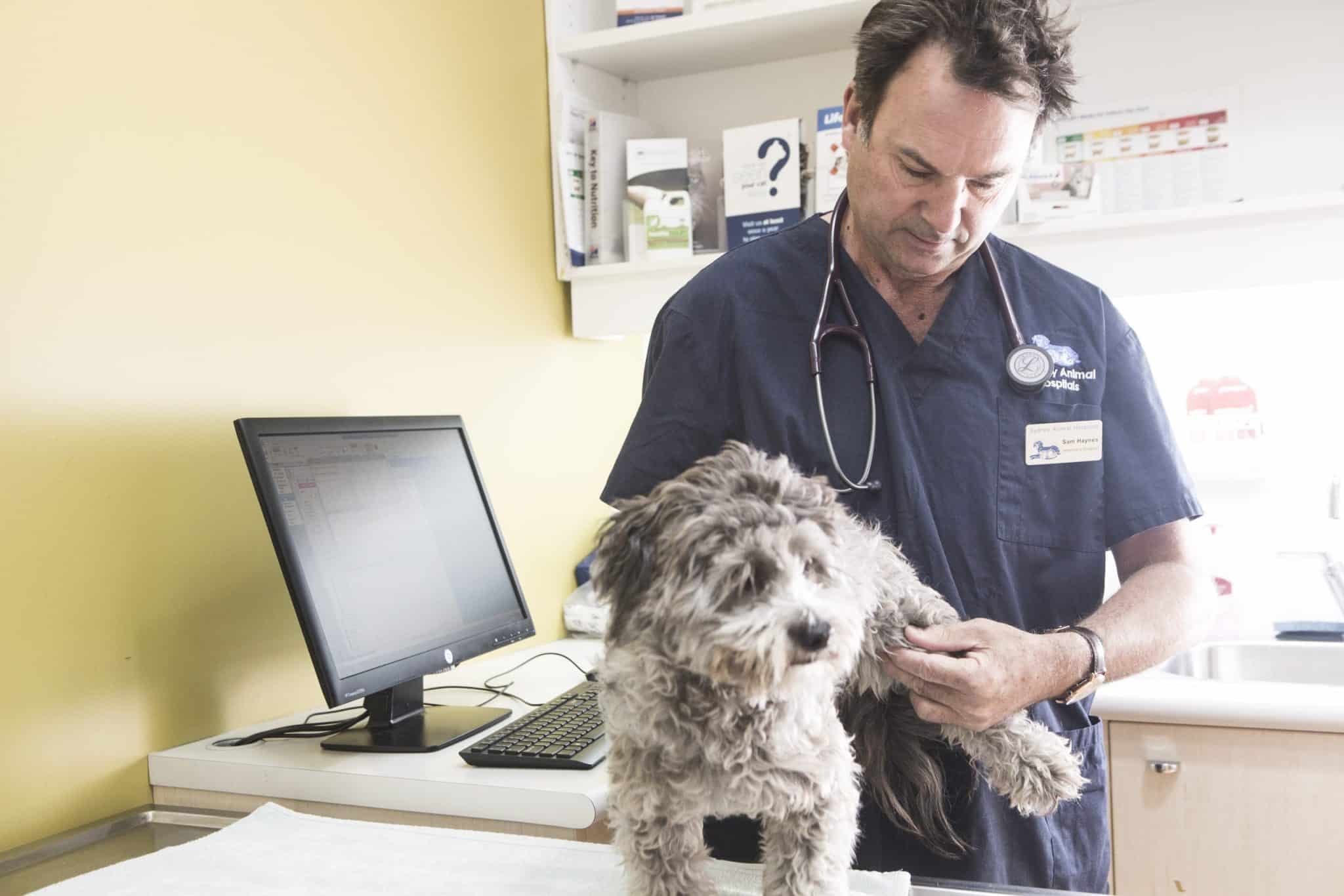 Pet After Hours Emergency Veterinary Hospitals | Sydney Animal Hospitals  News %