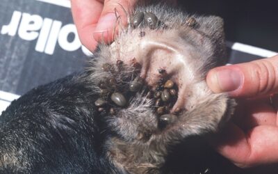 Brown Ticks transmitting Ehrlichiosis in Dogs