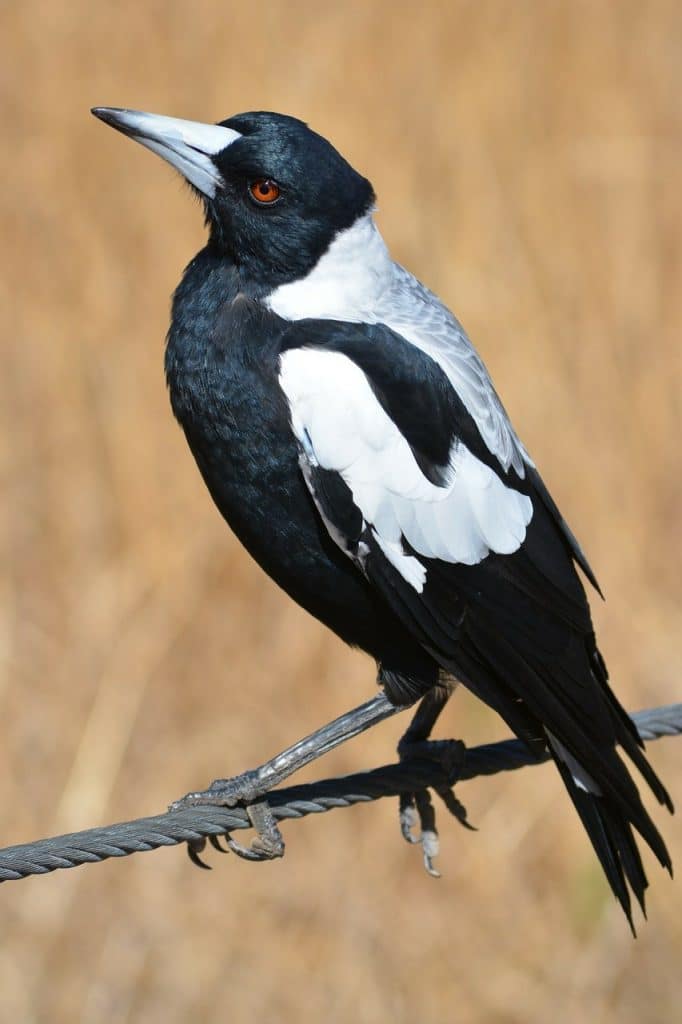 Why do magpies swoop?