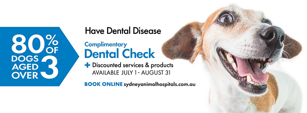 Dog Dental Check up