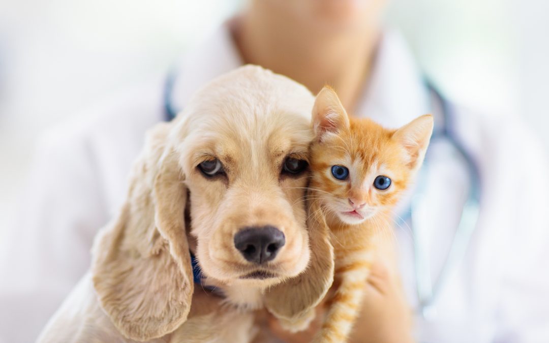 BENEFITS OF DESEXING YOUR PETS