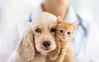 BENEFITS OF DESEXING YOUR PETS